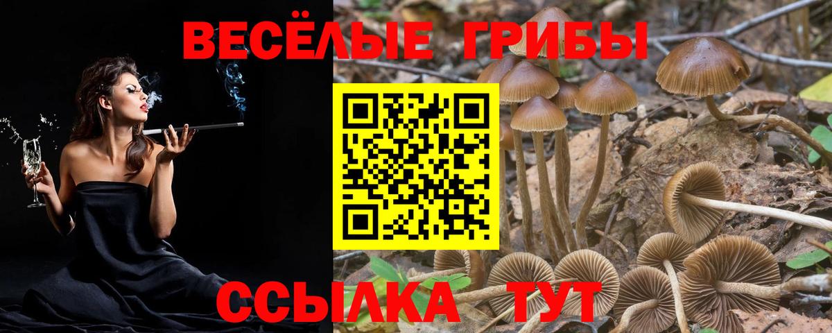 Галлюциногенные грибы Psilocybine cubensis Звенигород